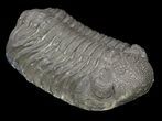 Large, Morocops Trilobite - Almost All Rock Removed #52425-1
